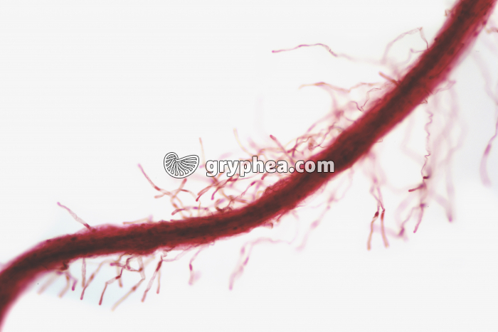 Racine de Pavot - Poils absorbants in situ x25 - gryphea.com